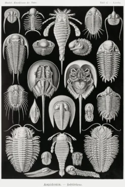 Schildtiere Poster E. Haeckel Kunstformen der Natur Tafel 47