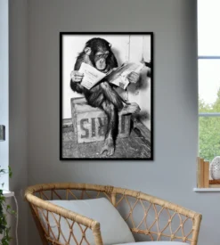 Schimpanse liest Zeitung Chimpanzee reading newspaper