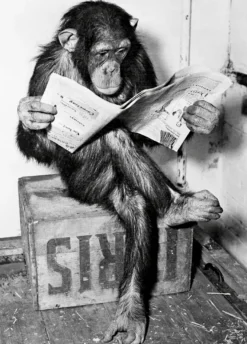 Schimpanse liest Zeitung Chimpanzee reading newspaper
