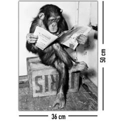 Schimpanse liest Zeitung Chimpanzee reading newspaper