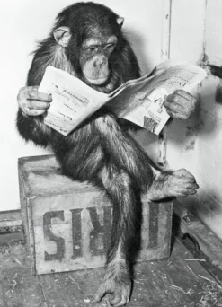 Schimpanse liest Zeitung Chimpanzee reading newspaper