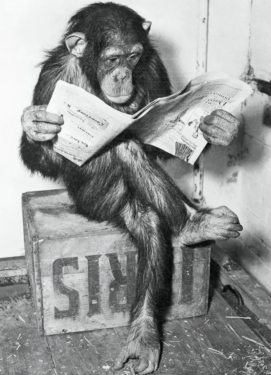 Schimpanse liest Zeitung Chimpanzee reading newspaper