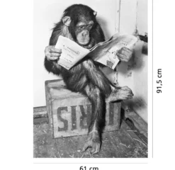 Schimpanse liest Zeitung Chimpanzee reading newspaper