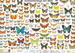 Schmetterlinge der Welt Poster deutsch DIN A1