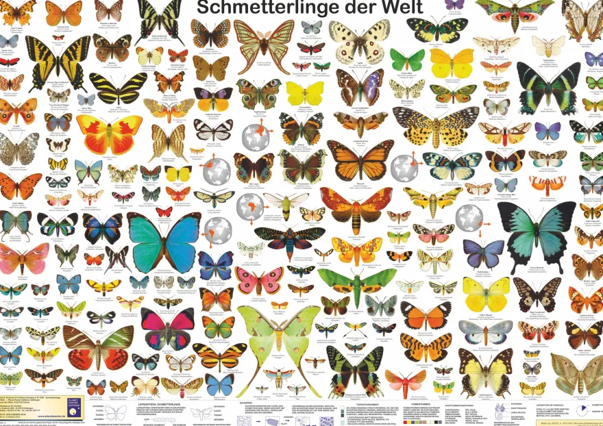 Schmetterlinge der Welt Poster deutsch DIN A1