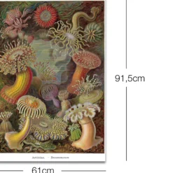 Seeanemonen Poster E. Haeckel Kunstformen der Natur,Tafel 49