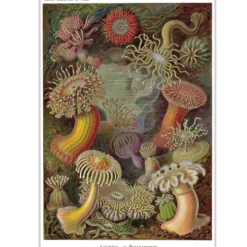 Seeanemonen Poster E. Haeckel Kunstformen der Natur,Tafel 49