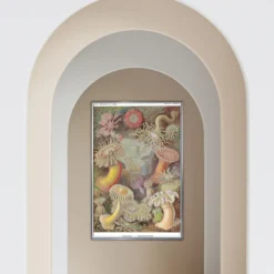 Seeanemonen Poster E. Haeckel Kunstformen der Natur,Tafel 49