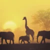 Sonnenuntergang in Kenia Poster