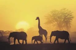 Sonnenuntergang in Kenia Poster