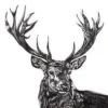 Stag Kunstdruck Hirsch Lucy Francis
