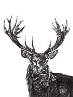 Stag Kunstdruck Hirsch Lucy Francis
