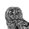 Tawny Owl Kunstdruck Eule Lucy Francis