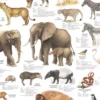 Tiere im Zoo Poster deutsch DIN A1