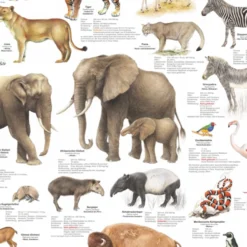 Tiere im Zoo Poster deutsch DIN A1
