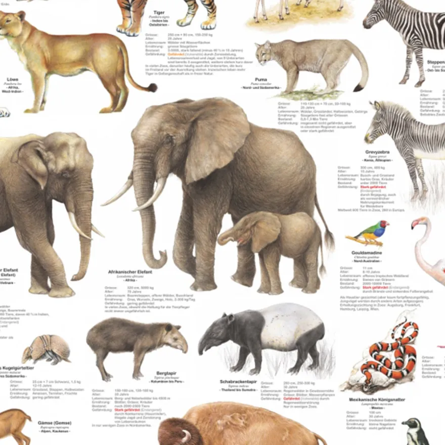 Tiere im Zoo Poster deutsch DIN A1