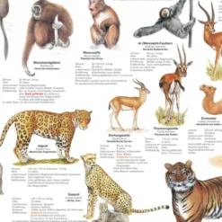 Tiere im Zoo Poster deutsch DIN A1