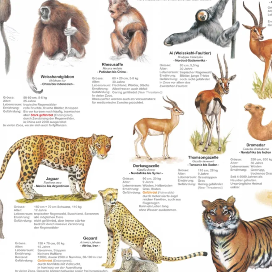 Tiere im Zoo Poster deutsch DIN A1