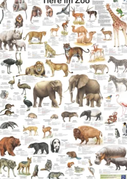 Tiere im Zoo Poster deutsch DIN A1