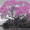 Tree Blossom Poster