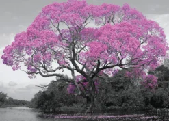 Tree Blossom Poster