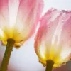 Tulpen mit Tau Poster