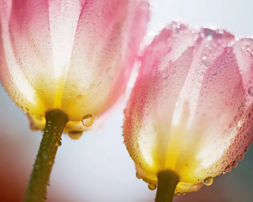 Tulpen mit Tau Poster