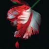 Twilight new Moon Poster US-Buch-Cover