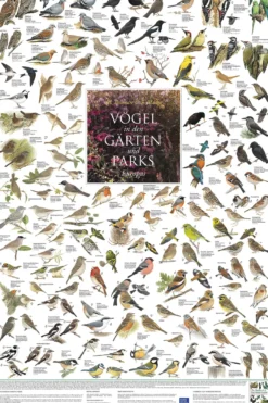 Vögel aus den Gärten und Parks Europas Poster laminiert