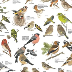 Vögel aus den Gärten und Parks Europas Poster laminiert