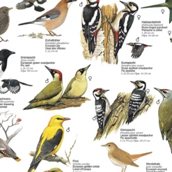 Vögel aus den Gärten und Parks Europas Poster laminiert