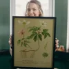 Vintage Lehrposter Kunstdruck Gemeines Windröschen.