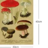 Vintage Lehrposter Kunstdruck "Fliegenpilz." - 30x40 cm