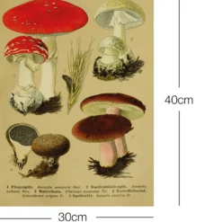 Vintage Lehrposter Kunstdruck "Fliegenpilz." - 30x40 cm
