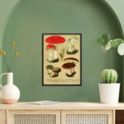 Vintage Lehrposter Kunstdruck "Fliegenpilz." - 30x40 cm