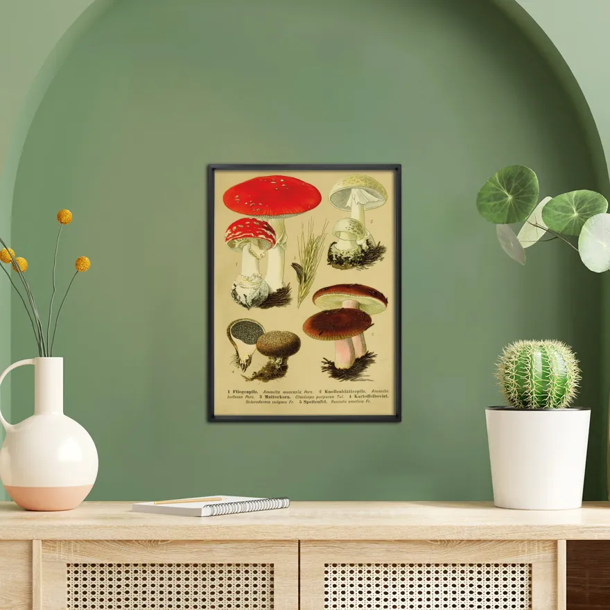 Vintage Lehrposter Kunstdruck "Fliegenpilz." - 30x40 cm