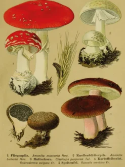 Vintage Lehrposter Kunstdruck