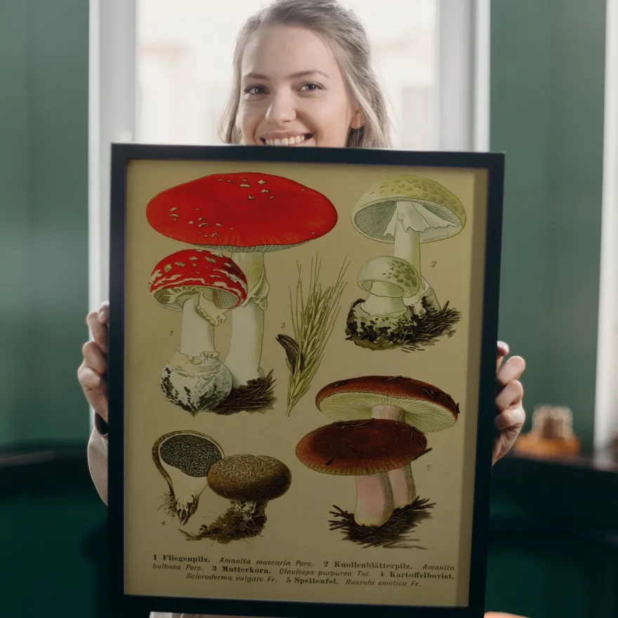 Vintage Lehrposter Kunstdruck "Fliegenpilz." - 30x40 cm