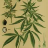 Vintage Lehrposter Kunstdruck Hanf. Cannabis sativa L.
