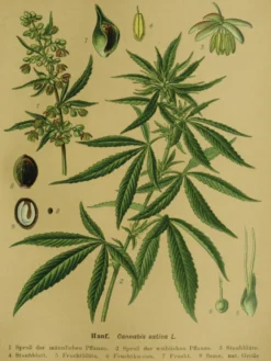 Vintage Lehrposter Kunstdruck Hanf. Cannabis sativa L.