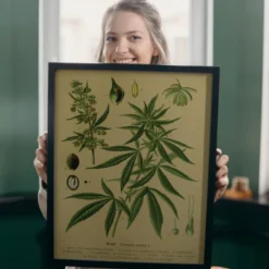 Vintage Lehrposter Kunstdruck Hanf. Cannabis sativa L.