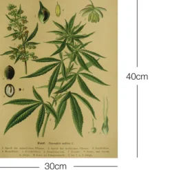 Vintage Lehrposter Kunstdruck Hanf. Cannabis sativa L.