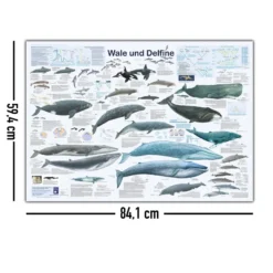 Wale und Delfine Poster deutsch DIN A1