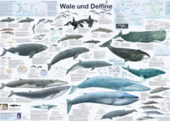 Wale und Delfine Poster deutsch DIN A1