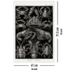 Zehnfußkrebse Poster Haeckel Kunstformen der Natur Tafel 86