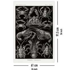 Zehnfußkrebse Poster Haeckel Kunstformen der Natur Tafel 86
