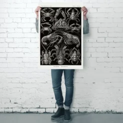 Zehnfußkrebse Poster Haeckel Kunstformen der Natur Tafel 86
