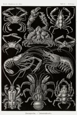 Zehnfußkrebse Poster Haeckel Kunstformen der Natur Tafel 86